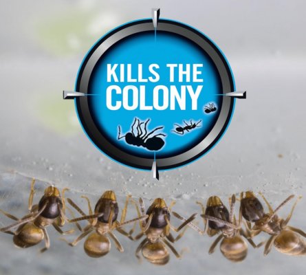 ANT REPELLENT GEL เจลกำจัดมด 12 ชิ้นราคาส่ง 200 บาท