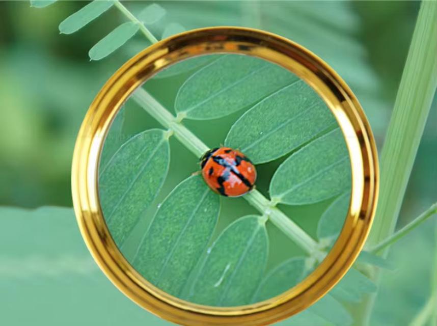 MAGNIFYING GLASS แว่นขยายมือจับ ราคาส่ง 25 บาท